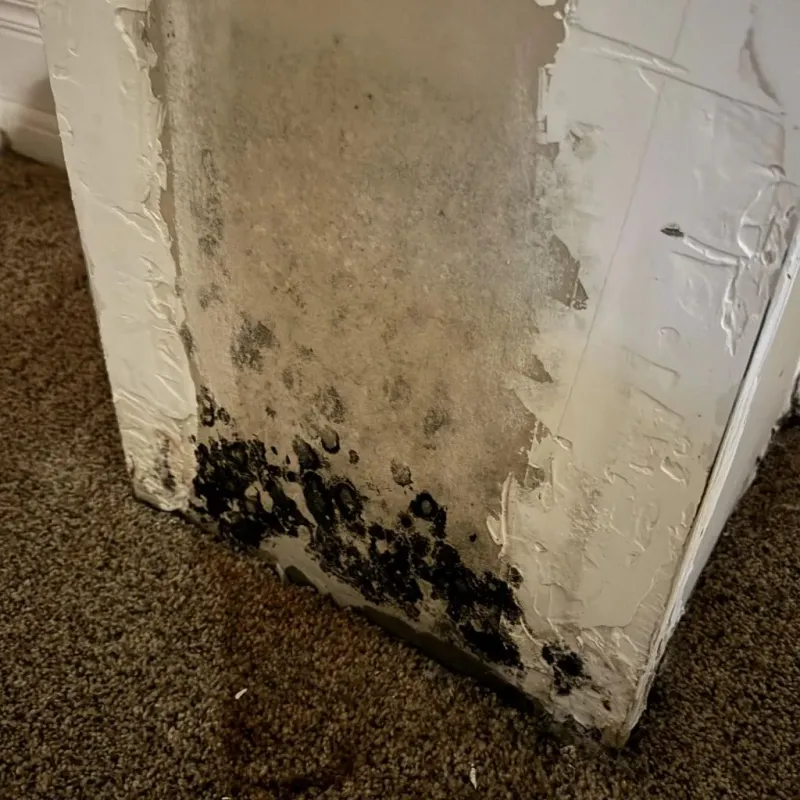 Professional Mold Removal in Mason County, IL